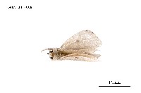 藏品(毒蛾科)的圖片